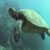 sea turtles video
